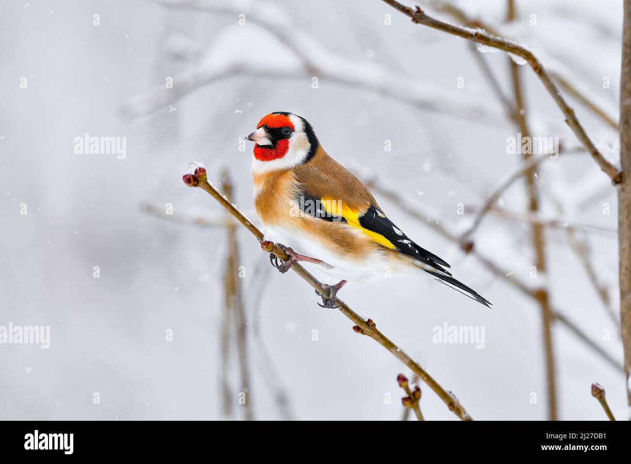 Goldfinch im Winter Schneefall Stockfoto