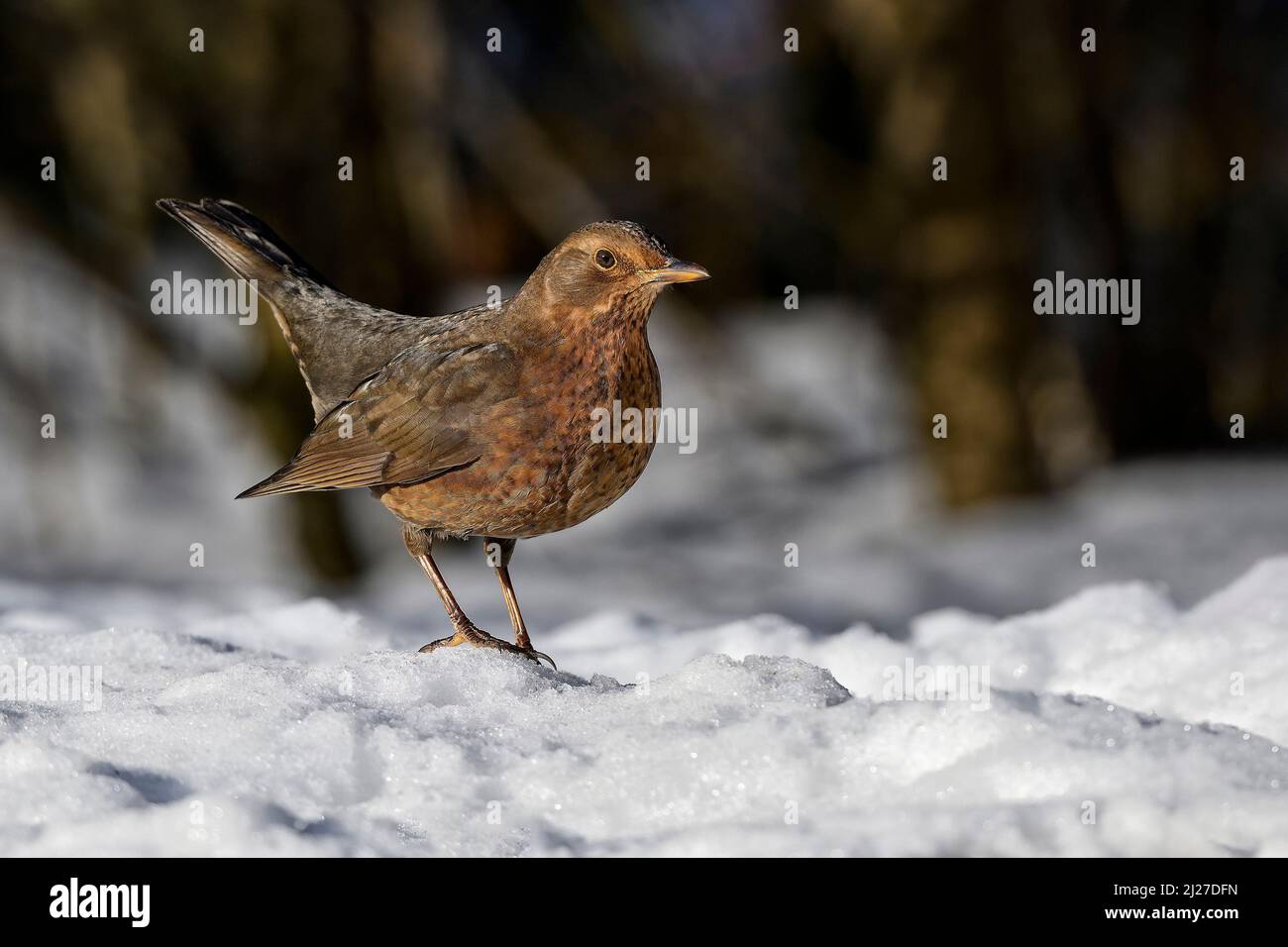 Blackbird auf Schnee im Winter Stockfoto