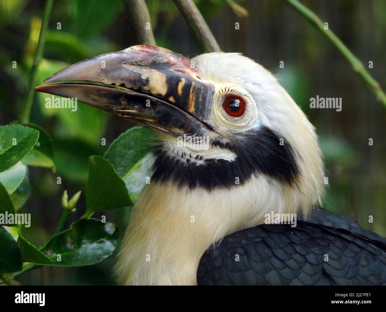 VISAYAN TARICTIC HORNBILL, BIRDWORLD, FARNHAM, SURREY PIC MIKE WALKER 2022 Stockfoto