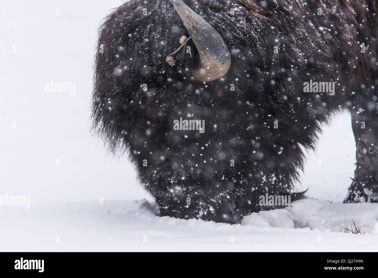 Eine Nahaufnahme eines Bison in Yellowstone im Schnee. Stockfoto