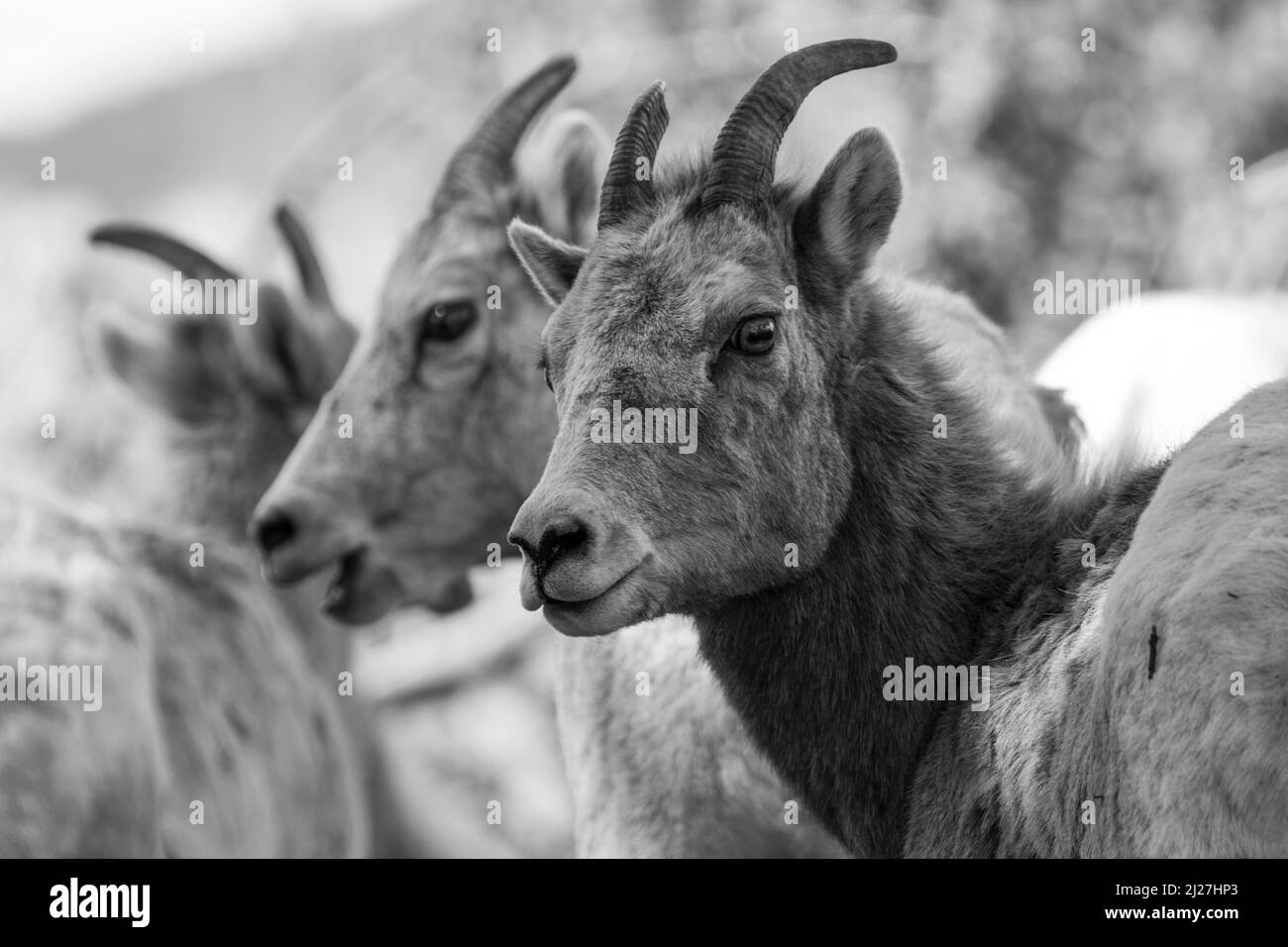 Bighorn Schafe in Yellowstone. Stockfoto