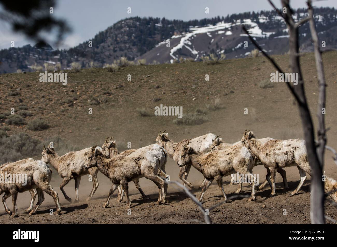 Bighorn Schafe in Yellowstone. Stockfoto