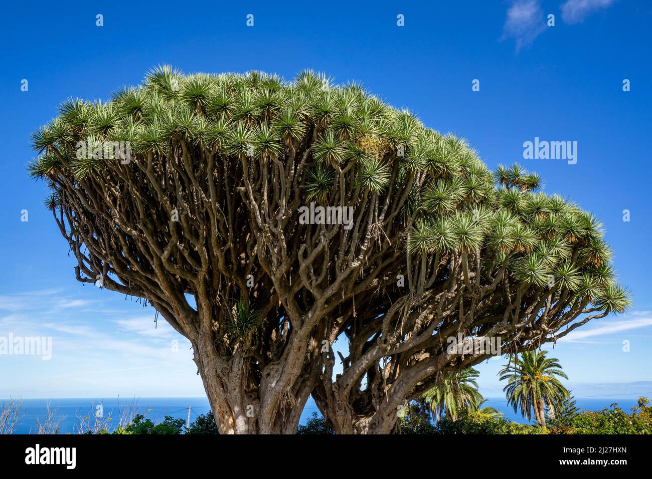 Drachenbäume 'Dragos Gemelos' auf der Kanarischen Insel La Palma Stockfoto