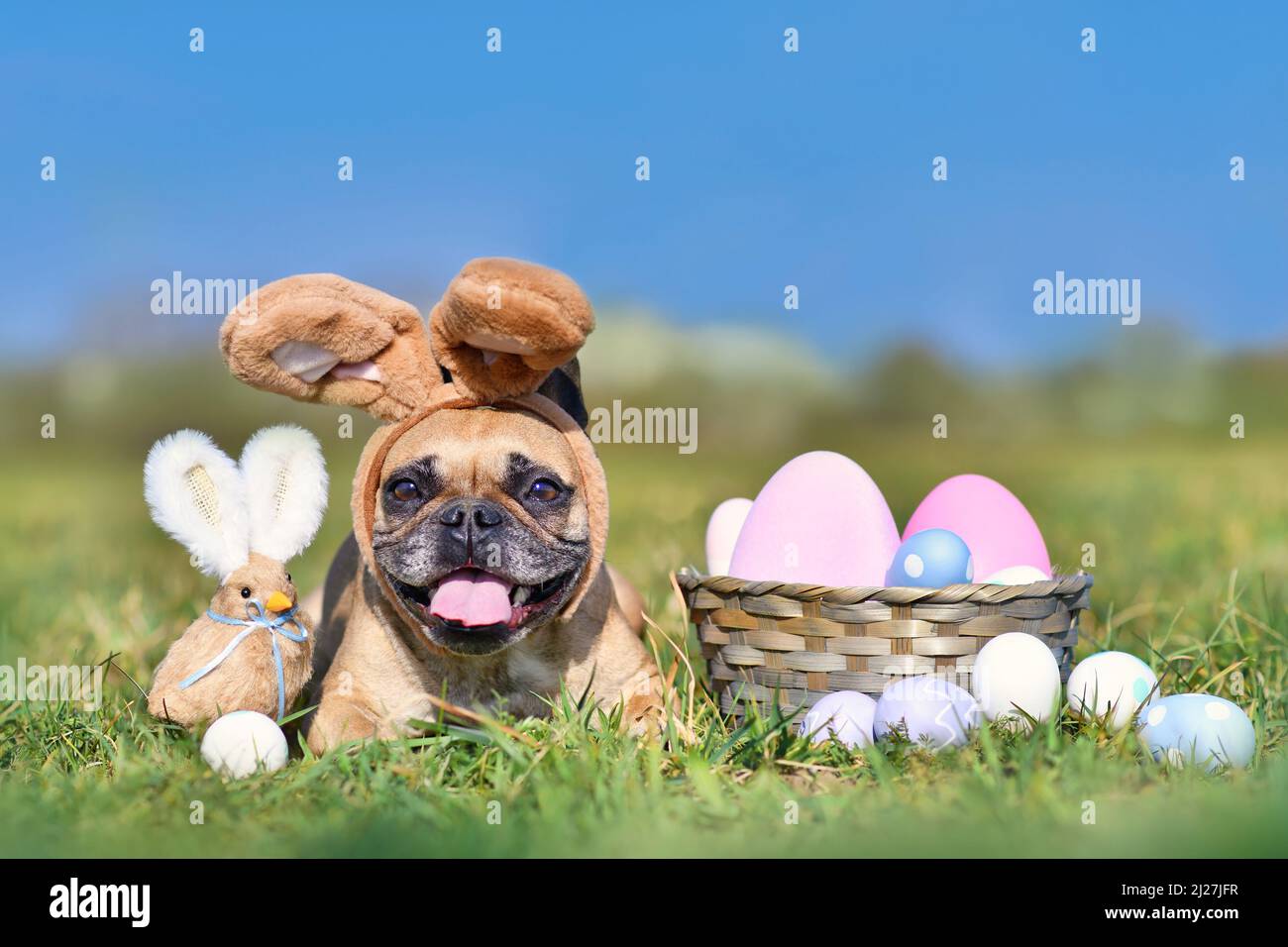 Niedliche fröhliche Ostern Französisch Bulldogge Hund mit Kaninchen Kostüm Ohren neben ostereier und Dekoration Huhn Stockfoto