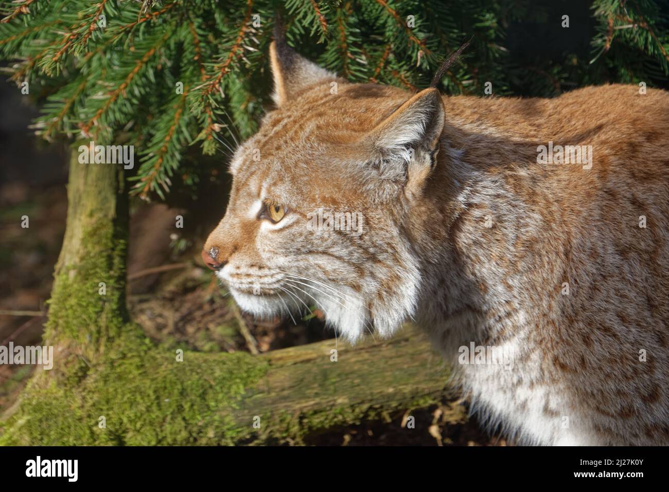 Der eurasische Luchs (Lynx Luchs) ist eine mittelgroße Wildkatze. Stockfoto