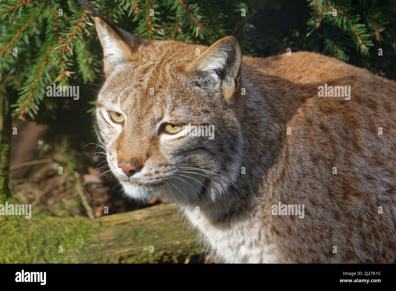 Der eurasische Luchs (Lynx Luchs) ist eine mittelgroße Wildkatze. Stockfoto