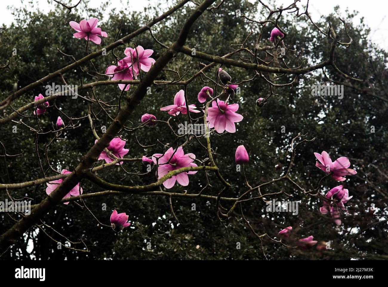 Eine tiefrosa Sorte von Magnolia soulangeana Stockfoto