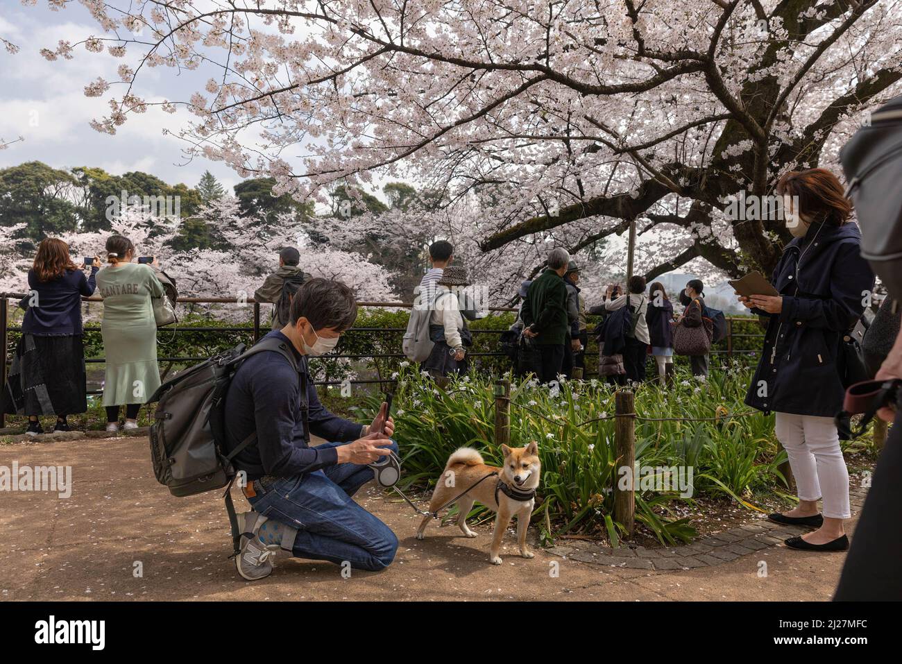 Tokio, Japan. 30. März 2022. Besucher des Chidorigafuchi Grabens in Tokio fotografiert seinen Shiba-Hund unter blühenden Kirschblüten. Die Kirschblütensaison in Tokio hat ihren Höhepunkt erreicht. Bürger und Besucher aus anderen Teilen Japans besuchen öffentliche Parks, um die wunderschönen, blühenden Sakura-Bäume zu genießen. Als Symbol des Frühlings und des Lebensverlaufs verlieren die Bäume schnell die Blütenblätter, um Platz für grüne Blätter zu schaffen.“ (Foto: Stanislav Kogiku/SOPA Images/Sipa USA) Quelle: SIPA USA/Alamy Live News Stockfoto