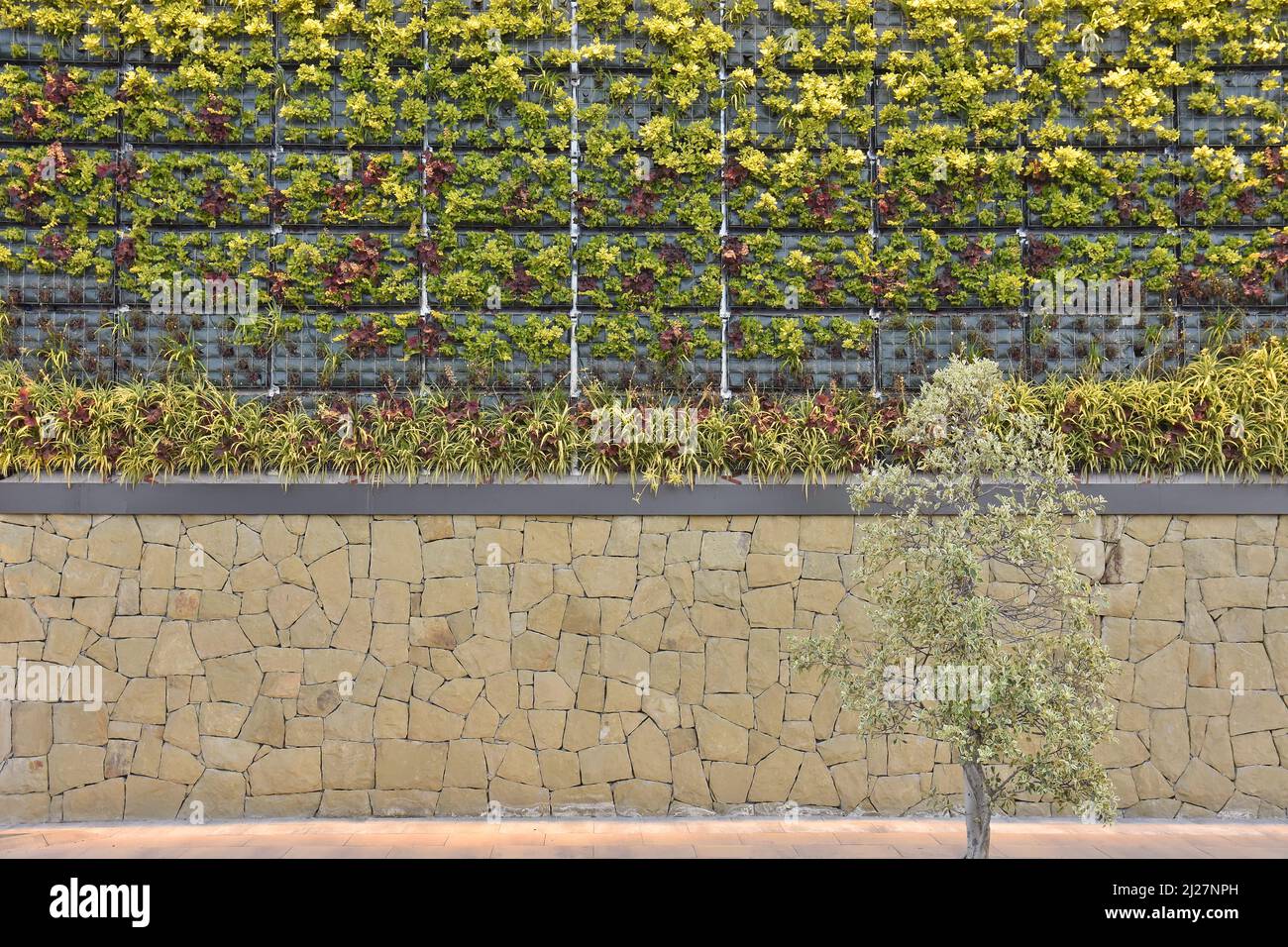 Gebäudefassade mit Pflanzen, grüner vertikaler Garten in Malaga Spanien. Stockfoto