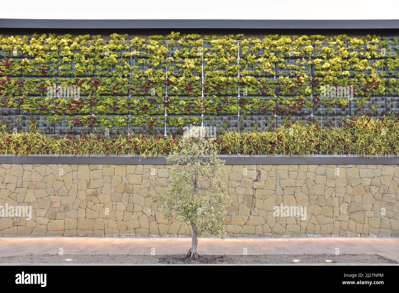 Gebäudefassade mit Pflanzen, grüner vertikaler Garten in Malaga Spanien. Stockfoto