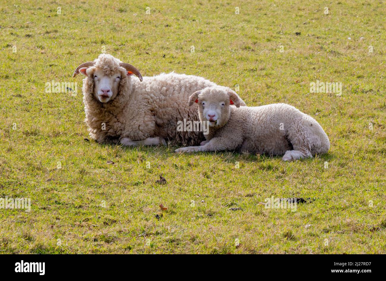 Mutterschafe und ihr einziges Frühlingslamm genießen einen warmen Tag in Somerset UK Stockfoto