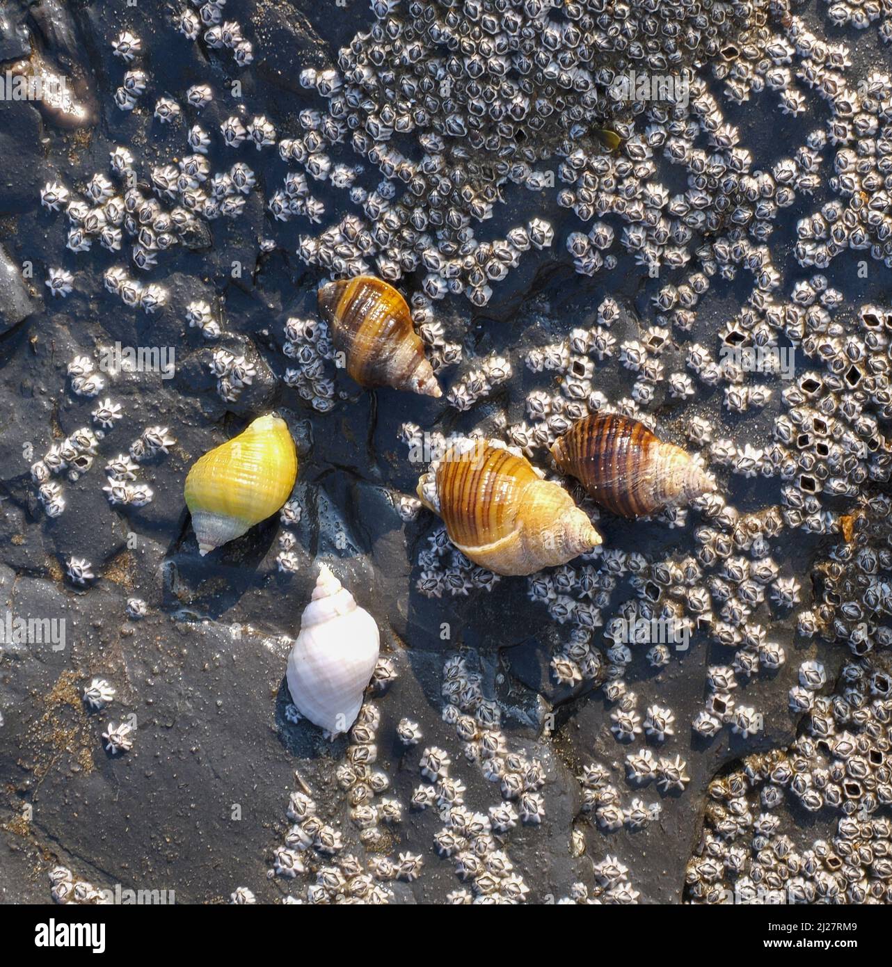 Common Dog Whelks Nucella lapillus auf Gesteinen bei Ebbe an der Glamorgan Heritage Coast South Wales UK mit einer breiten Farbvariation dieser Art Stockfoto