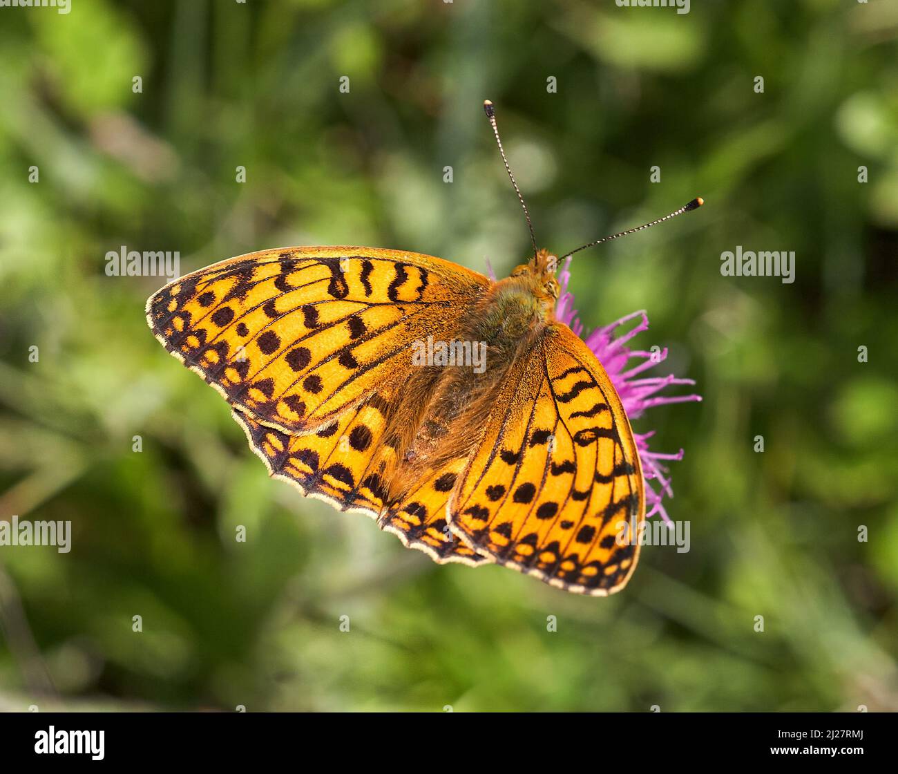 Dunkelgrüner Fritillär Argynnis aglaja, der sich bei Kenfig Burrows in Südwales, Großbritannien, mit einer Mischblüte ernährt Stockfoto