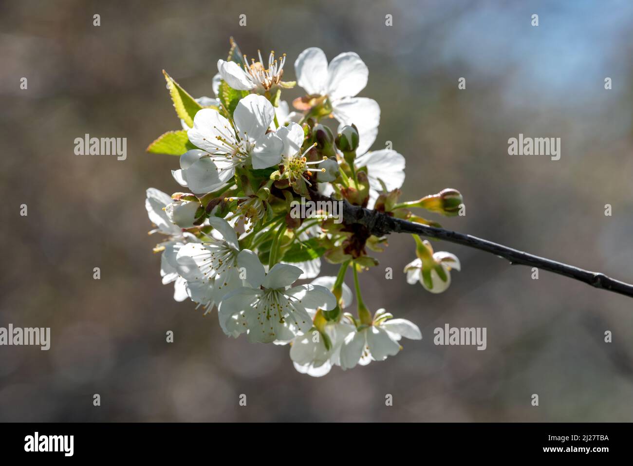 Krabbenapfelblüten, Wallowa Valley, Oregon. Stockfoto