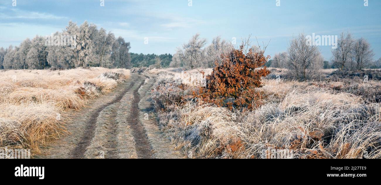 Winter bereift, Bäumen und Gräsern Ansons Bank auf Cannock Chase Gebiet von Außergewähnliche natürlicher Schönheit im Frühling Staffordshire Stockfoto