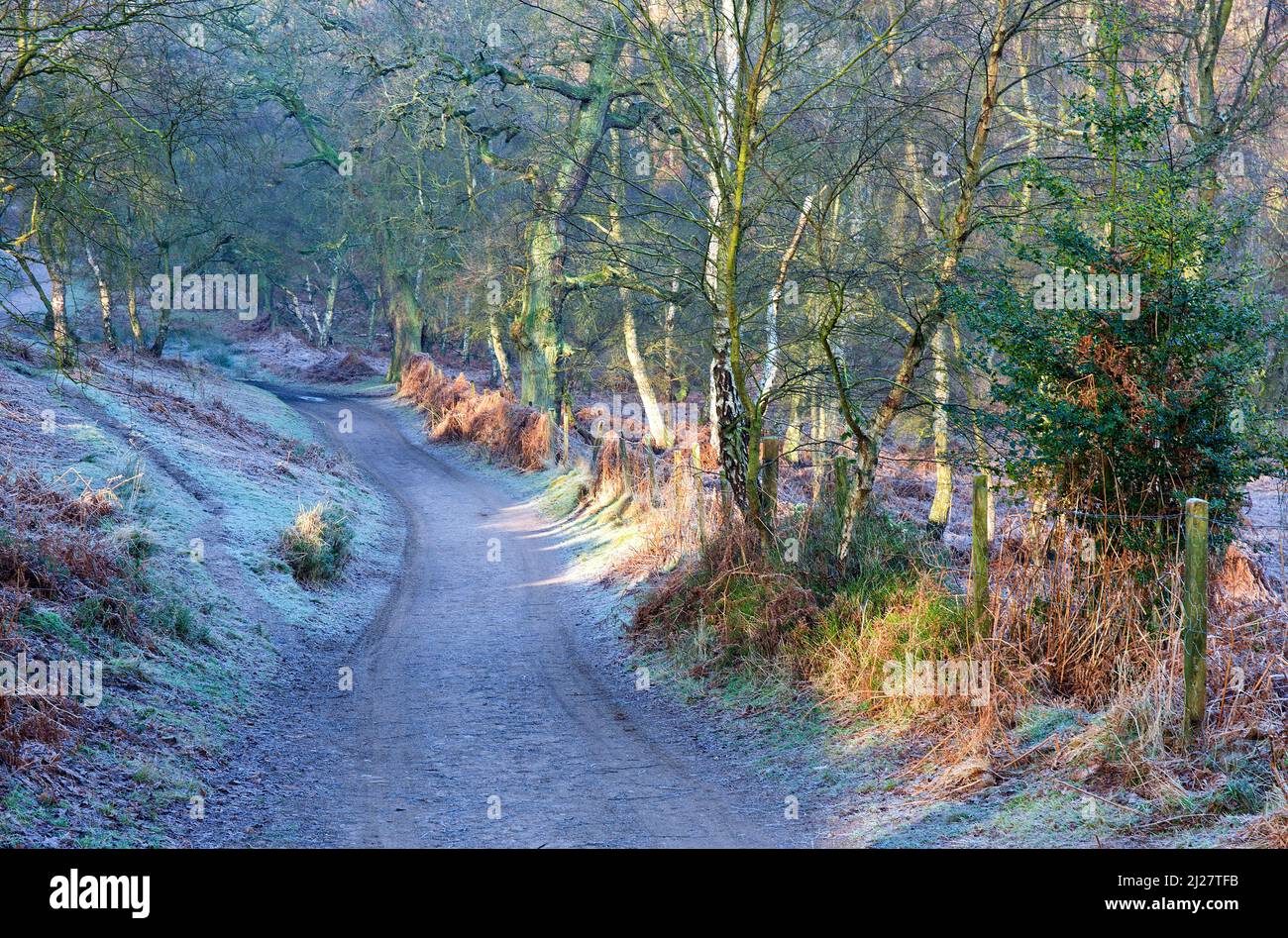 Staffordshire Weg Fußweg zwischen der Sprungbretter und Harts Hügel auf Cannock Chase AONB Gebiet von außergewöhnlicher natürlicher Schönheit im Herbst Staffordshire Stockfoto