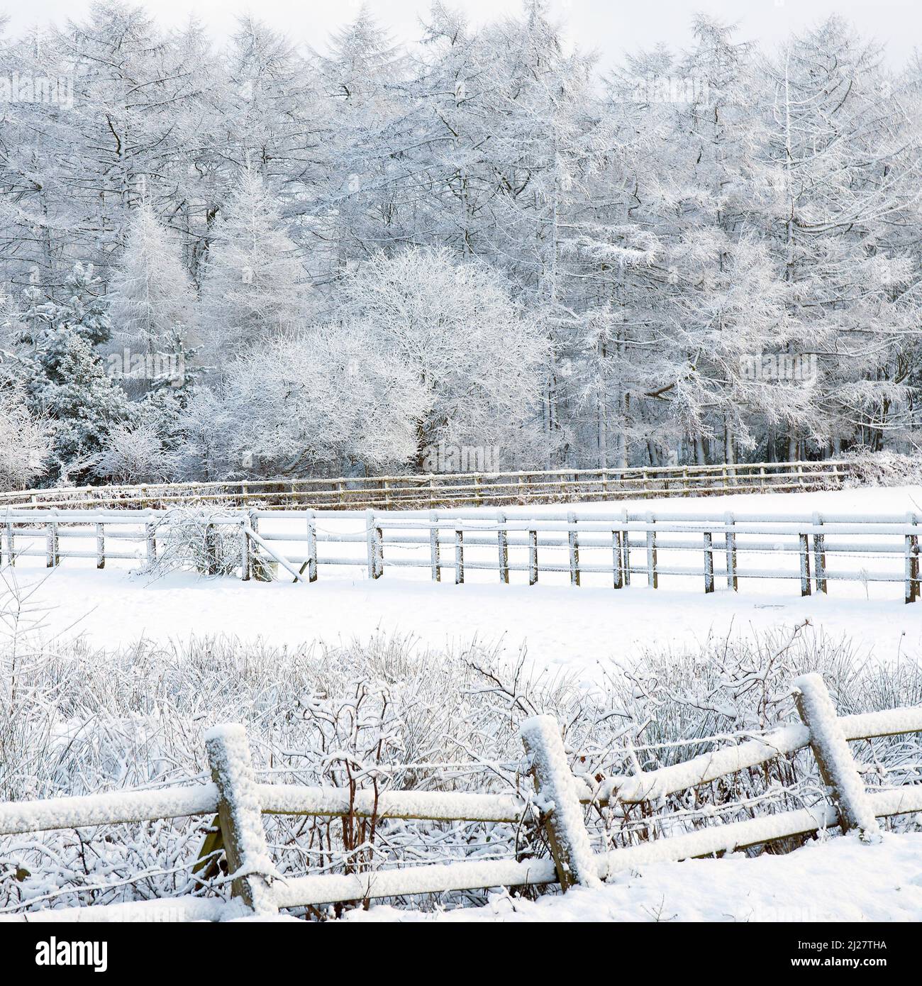 Winterszene mit Schnee und Frost in Cannock Wood Cannock Chase AONB Gebiet von außergewöhnlicher natürlicher Schönheit im Herbst Staffordshire England Vereinigtes Königreich Stockfoto