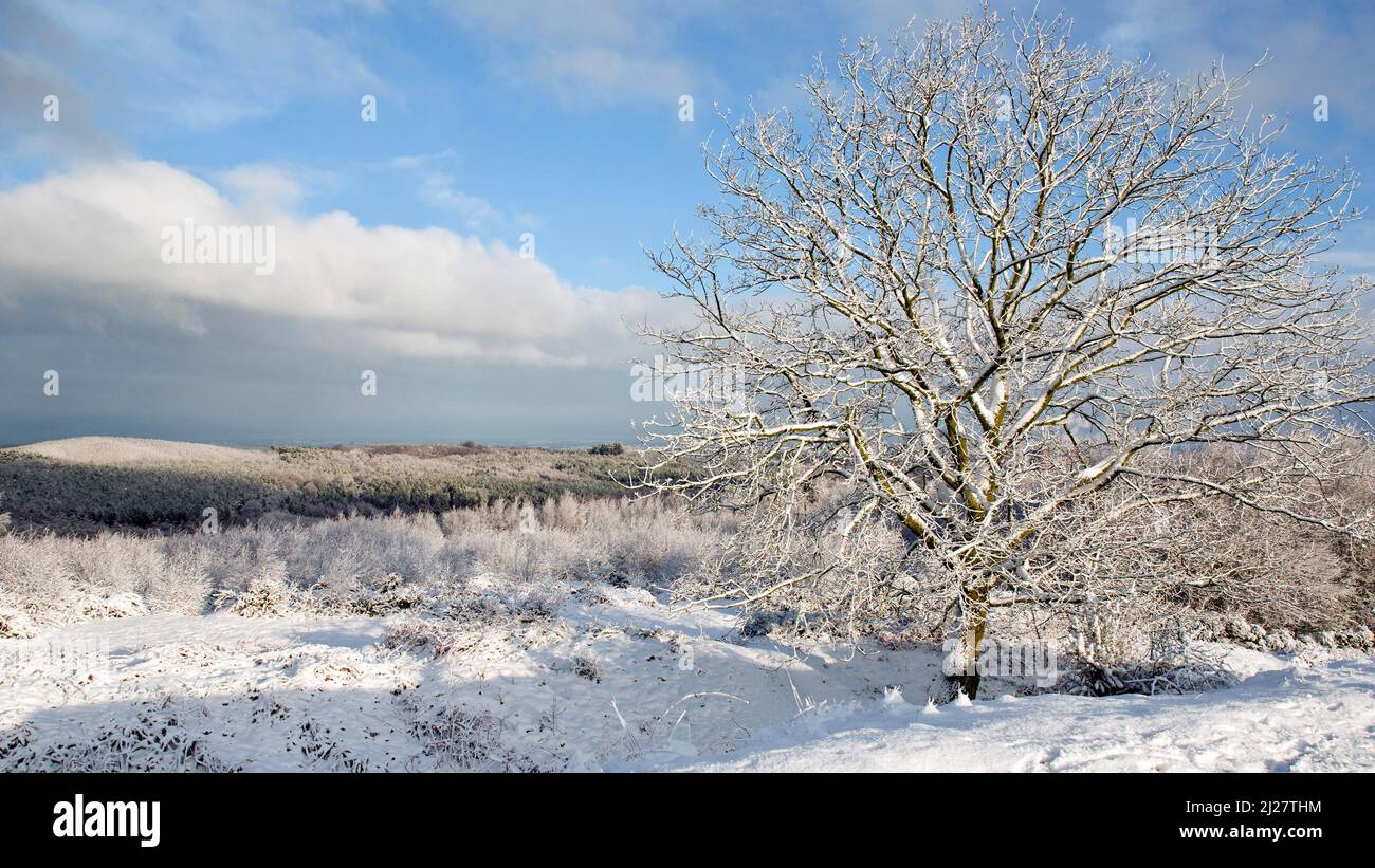 Blick vom Schloss Ring in Cannock Chase Wald in einer Winterlandschaft mit Schnee und Frost auf Cannock Chase AONB Gebiet von außergewöhnlicher natürlicher Schönheit in Au Stockfoto