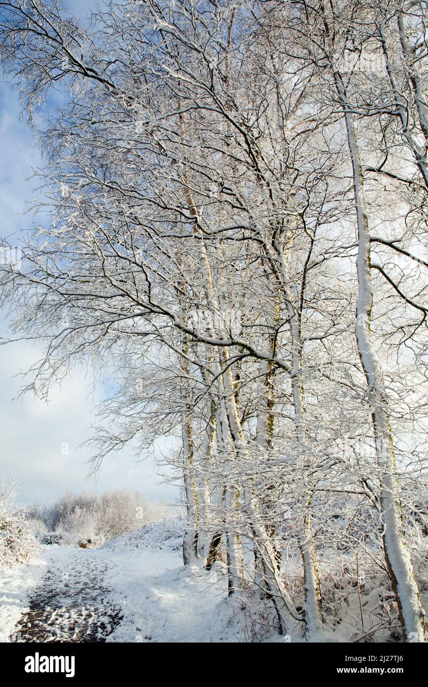 Pfad am Castle Ring am Rand des Waldwaldes, der im Winter durch das Morgenlicht auf Cannock Chase mit Schnee und Frost im Cannock Chase AONB-Gebiet von Ou beleuchtet wird Stockfoto