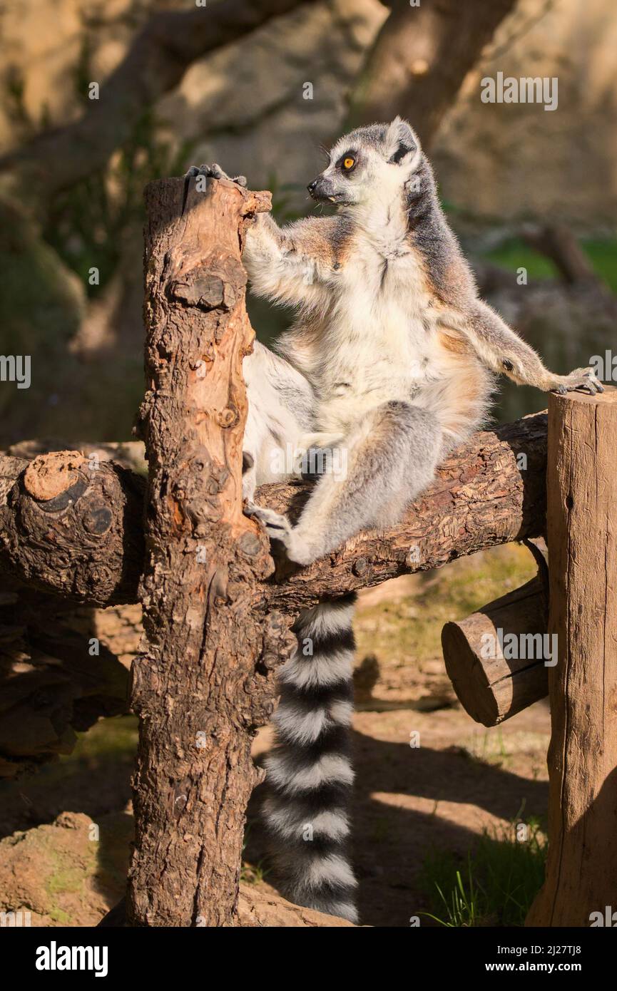 Niedlicher Lemur mit einem langen schönen Schwanz. Stockfoto