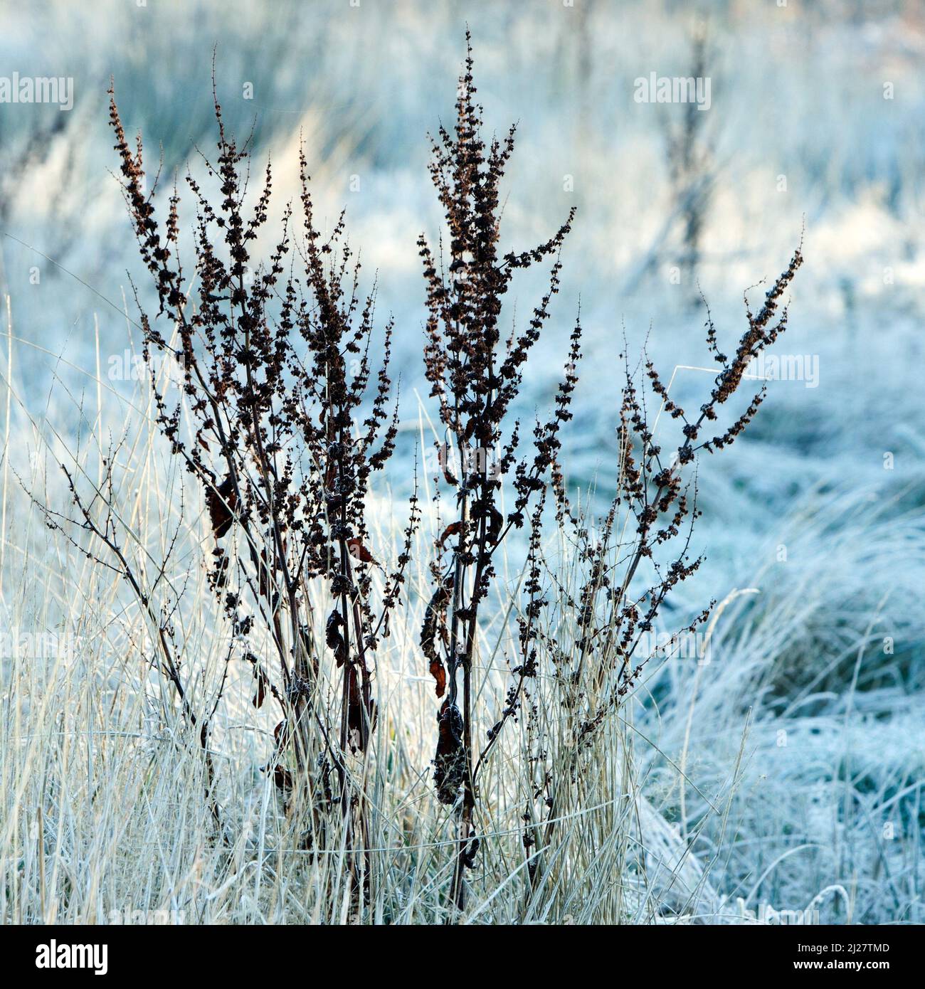 Frost bedeckt Heide mit Dock einzupflanzen, Köpfe auf Cannock Chase im Winter Stockfoto