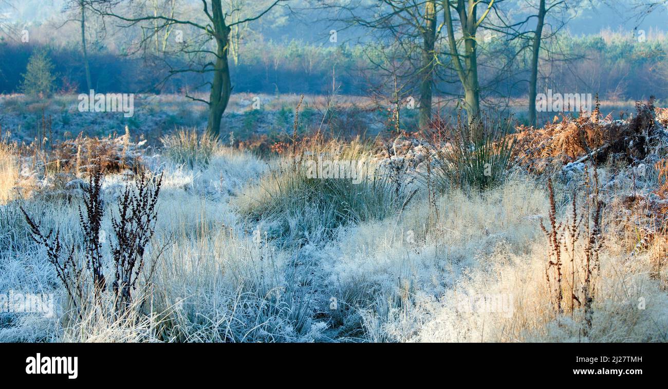 Frost bedeckt Wildpflanzen auf Cannock Chase im Winter Stockfoto