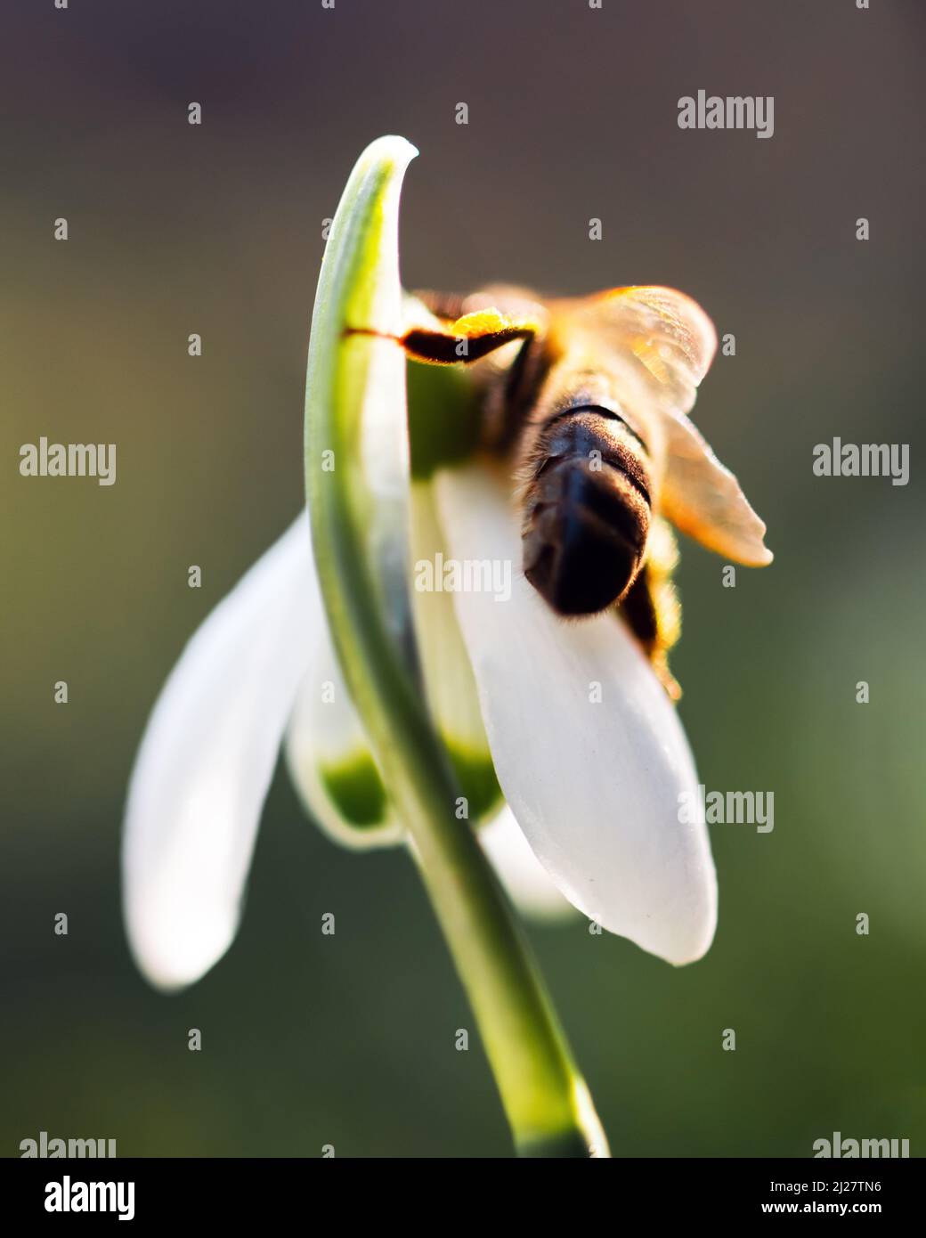 Eine arbeitende Biene sammelt Pollen auf einer weißen Schneegropfenblume auf einer Frühlingswiese. Makrofotografie Stockfoto