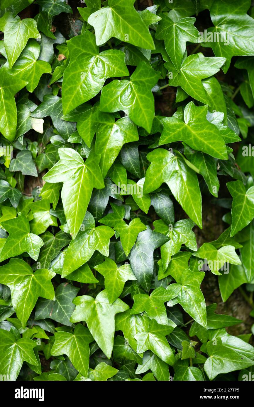 Ein Fragment eines Baumstammes mit grauer Rinde, bedeckt mit Reben saftiger grüner Efeu-Blätter. Natürlicher und organischer Hintergrund. Stockfoto