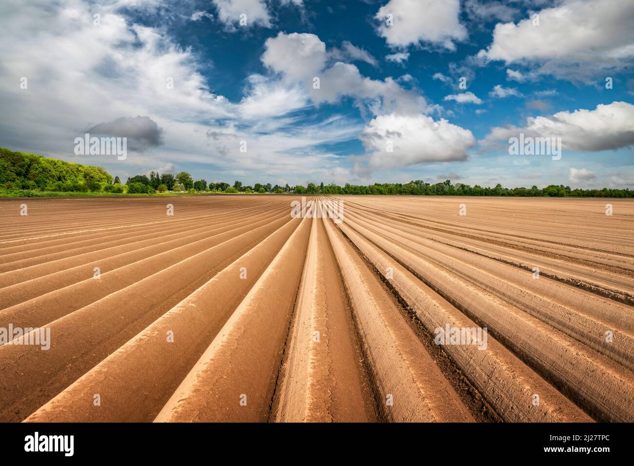 Landwirtschaftliche Feld mit geraden Reihen im Frühjahr. Kartoffeln anbauen. Blauer Himmel mit Wolken im Hintergrund. Ukraine Landwirtschaft Stockfoto