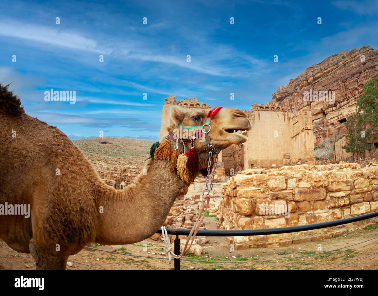 Kamele, die Touristen zu Fuß und Ruhe auf der römischen Straße in Petra Februar 2020 Stockfoto