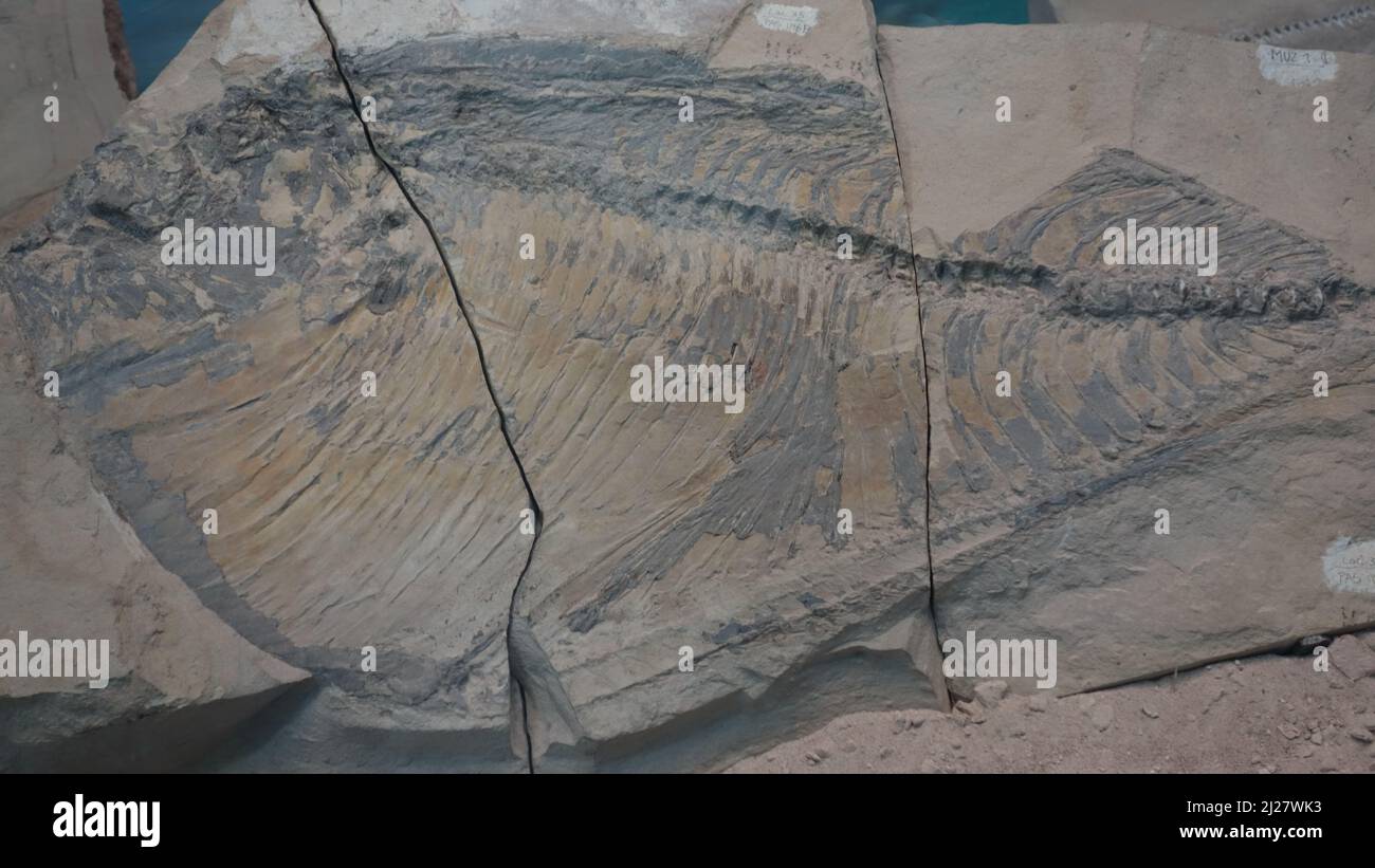Fische Fossilien. Paläontologie-Museum, Muzquiz Coahuila Stockfoto