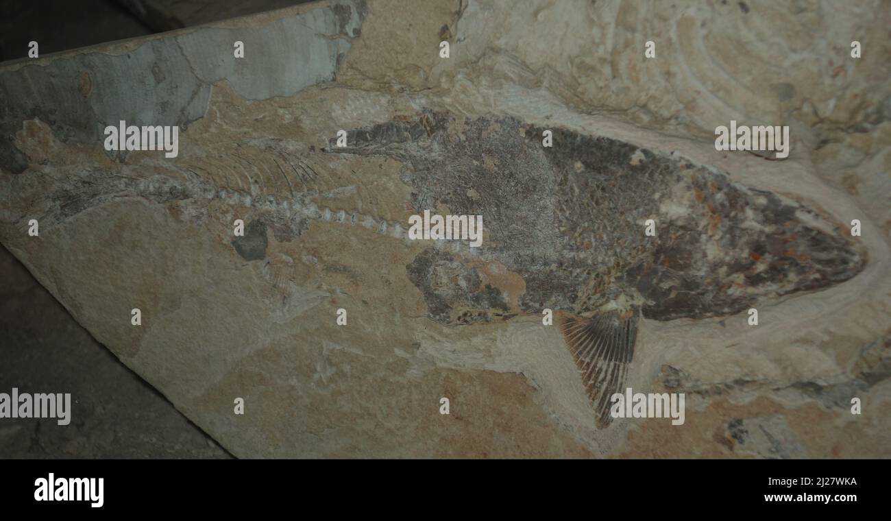 Fische Fossilien. Paläontologie-Museum, Muzquiz Coahuila Stockfoto