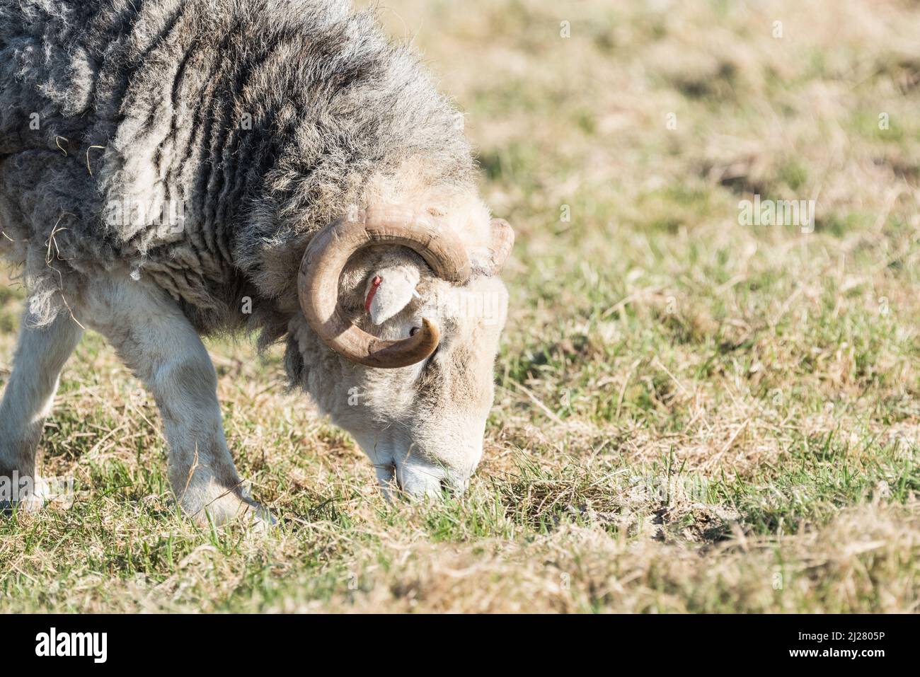 Gehörnte Schafe auf der Blue House Farm Stockfoto