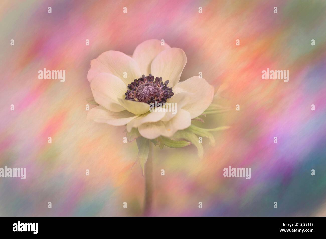 Weißer Anemone-Mohn mit violetter Mitte auf strukturiertem Hintergrund Stockfoto