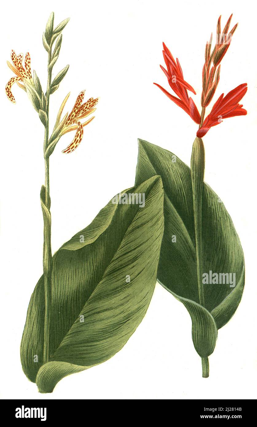 Indisches Blumenrohr, Canna indica, auch essbare Canna, Achira oder Kapacho, Australische Pfeilwurz / Canna indica, allgemein bekannt als Indian Shot, African Arrowroot, essbare Canna, Purple Arrowroot, Sierra Leone Arrowroot, Digital retuschierte Illustration aus Phytanthoza iconographica von Johann Wilhelm Weinmann, Maler Bartholomäus Seutter und Kupferstecher Johann Jakob Haid und Johann Elias Ridinger, 1740 / Digital retuschierte Illustration aus Phytanthoza iconographica von Johann Wilhelm Weinmann, dem Maler Bartholomäus Seutter und den Kupferstechern Johann Jakob Haid und Johann Elias Ridinger, 1740 Stockfoto