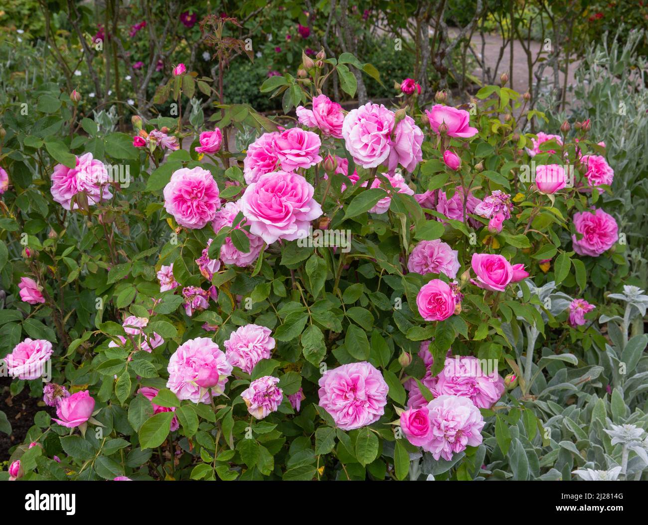 rosa gertrude jekyll ausbord ein kleiner aufrechter Strauch mit stark duftenden, reichen rosaroten Doppelblüten Stockfoto