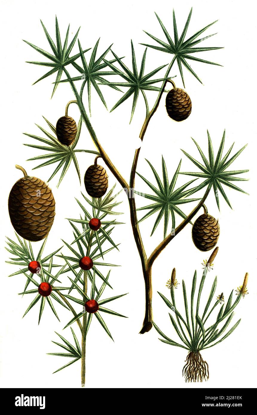 Cauda muris, Cedrus libani Libanon-Zeder, Cedrus phoenicea, Digital retuschierte Illustration aus Phytanthoza iconographica von Johann Wilhelm Weinmann, Maler Bartholomäus Seutter und Kupferstecher Johann Jakob Haid und Johann Elias Ridinger, 1740 / Digital retuschierte Illustration aus Phytanthoza iconographica von Johann Wilhelm Weinmann, Der Maler Bartholomäus Seutter und die Kupferstecher Johann Jakob Haid und Johann Elias Ridinger, 1740 Stockfoto