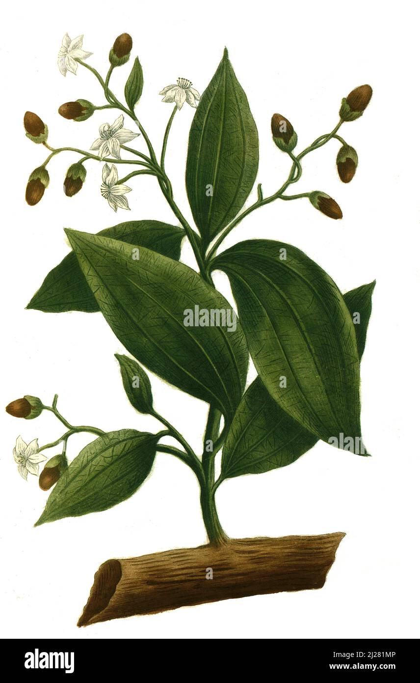 Zimt, eylon-Zimtbaum oder echter Zimtbaum, Cinnamomum verum / Cinnamomum verum, genannt echter Zimtbaum oder Ceylon-Zimtbaum, Digital retuschierte Illustration aus Phytanthoza iconographica von Johann Wilhelm Weinmann, Maler Bartholomäus Seutter und Kupferstecher Johann Jakob Haid und Johann Elias Ridinger, 1740 / Digital retuschierte Illustration aus Phiethoza iconographica von Johann Wilhelm Weinmann, dem Maler Bartholomäus Seutter und den Kupferstechern Johann Jakob Haid und Johann Elias Ridinger, 1740 Stockfoto