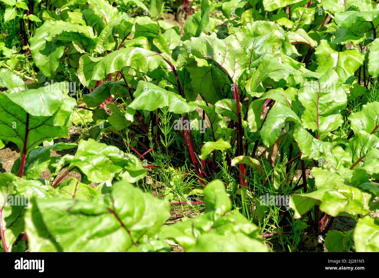 Bio-Gemüsegarten im sonnigen Sommertag. Gemüse, Rote Beete, rote Rüben im Garten. Umweltfreundliche Gartenarbeit, gesunde Bio-Lebensmittel. Stockfoto
