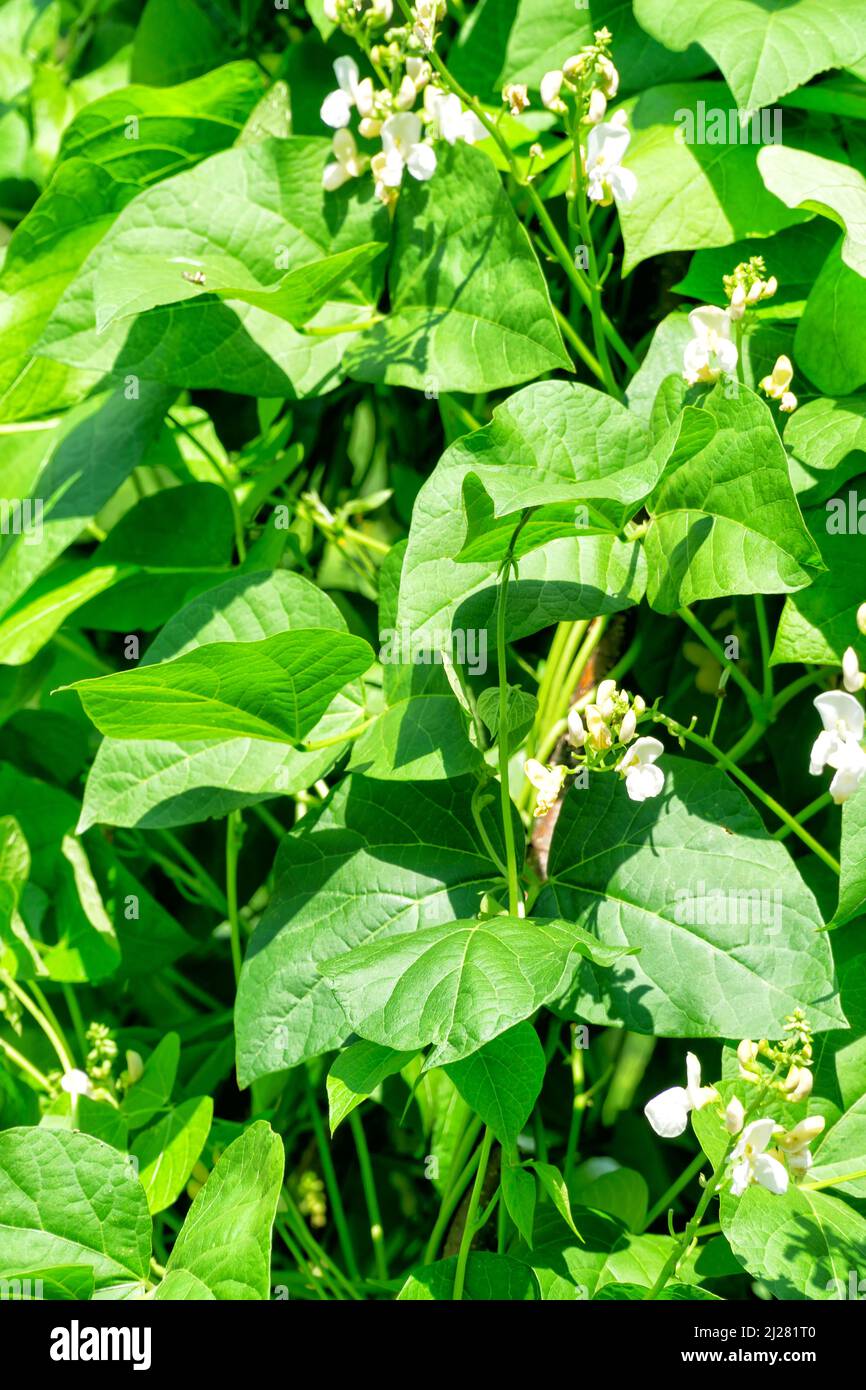 Grüne Bohnen Sträucher im Bio-Gemüsegarten an sonnigen Sommertagen. Grüne Blätter und weiße Blüten der grünen Bohnen im juli. Umweltfreundliche Gartenarbeit, OR Stockfoto