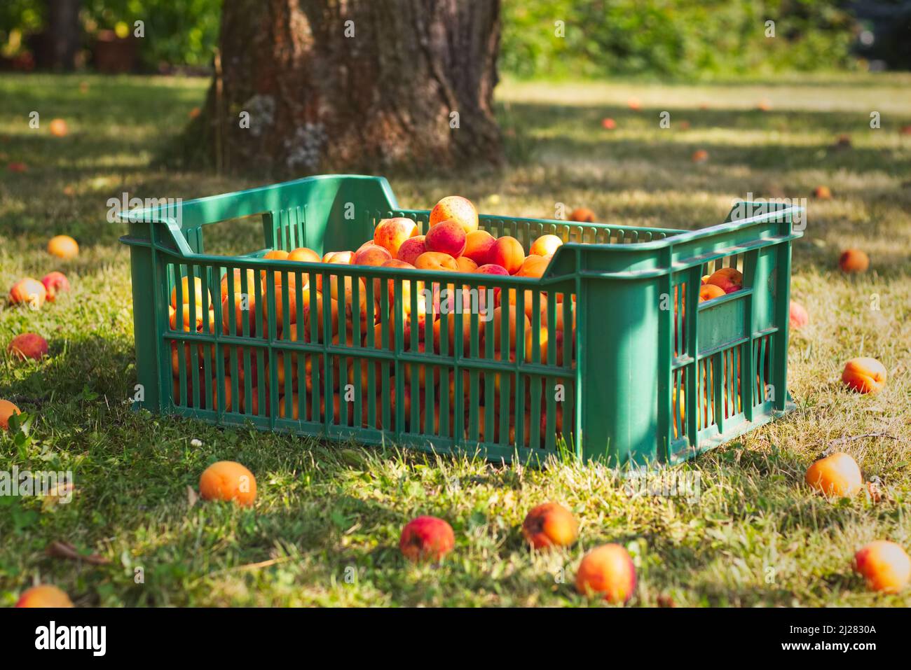 Plastikkiste voller Aprikosen im Garten während der Erntezeit,  Bio-Bauernhof, Ernte von hausgemachten Früchten Stockfotografie - Alamy