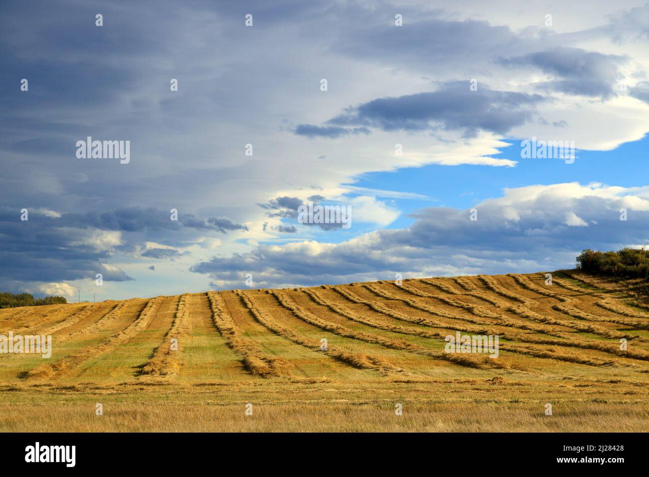 Ein landwirtschaftliches Feld mit frischem Ernteguh und Gras in den kanadischen Prärien, Alberta, Kanada. Stockfoto