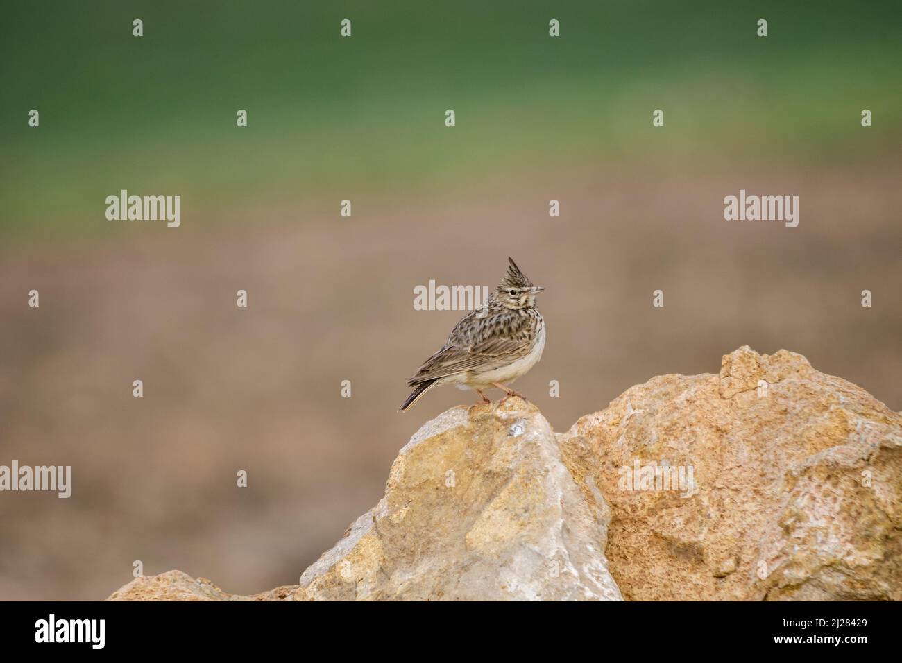 Galerida theklae - die Montesina cogujada ist eine Vogelart aus der Familie der Aladidae. Stockfoto