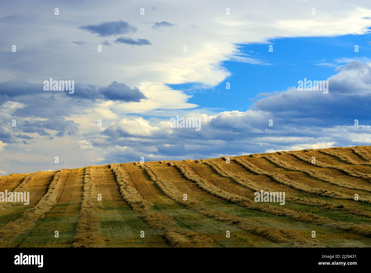 Ein landwirtschaftliches Feld mit frischem Ernteguh und Gras in den kanadischen Prärien, Alberta, Kanada. Stockfoto