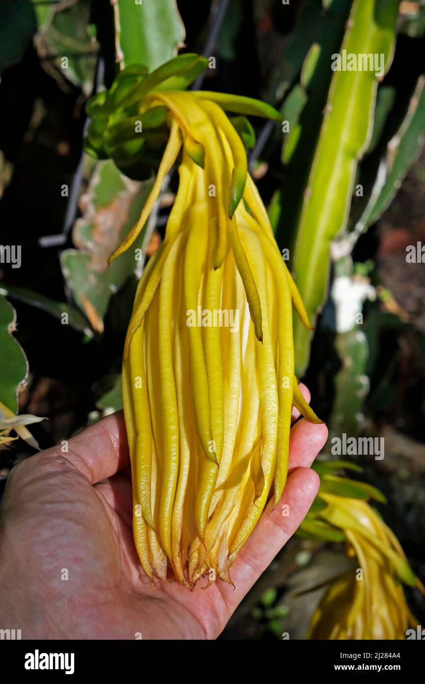 Weiß-fleischige Pitahaya-Blume zur Hand (Hylocereus undatus) Stockfoto
