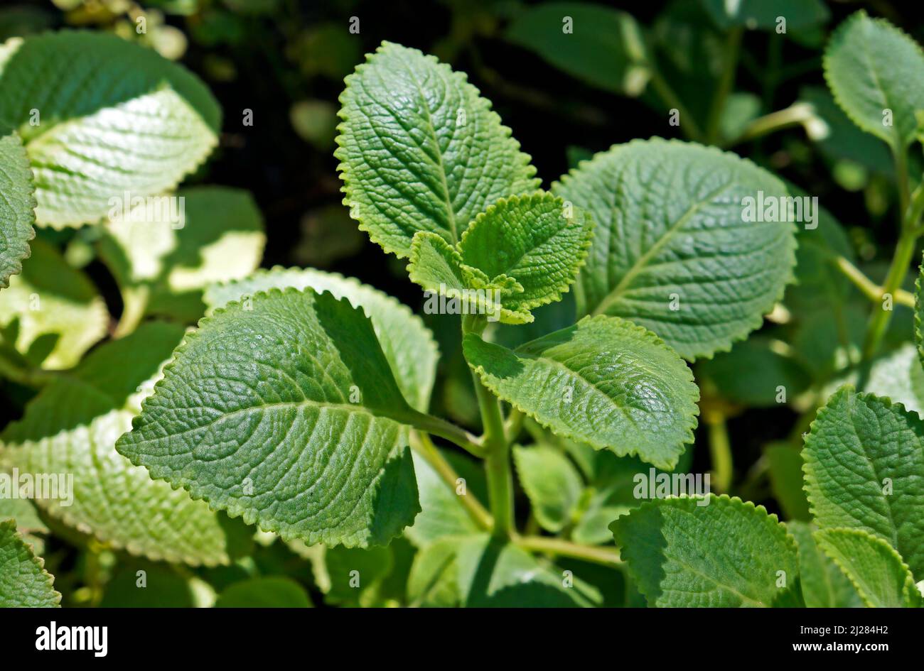 Kubanischer Oregano, indischer Borretsch, indische Minze, mexikanische Minze, mexikanischer Oregano oder spanischer Thymian (Plectranthus amboinicus). Heilkraut. Stockfoto