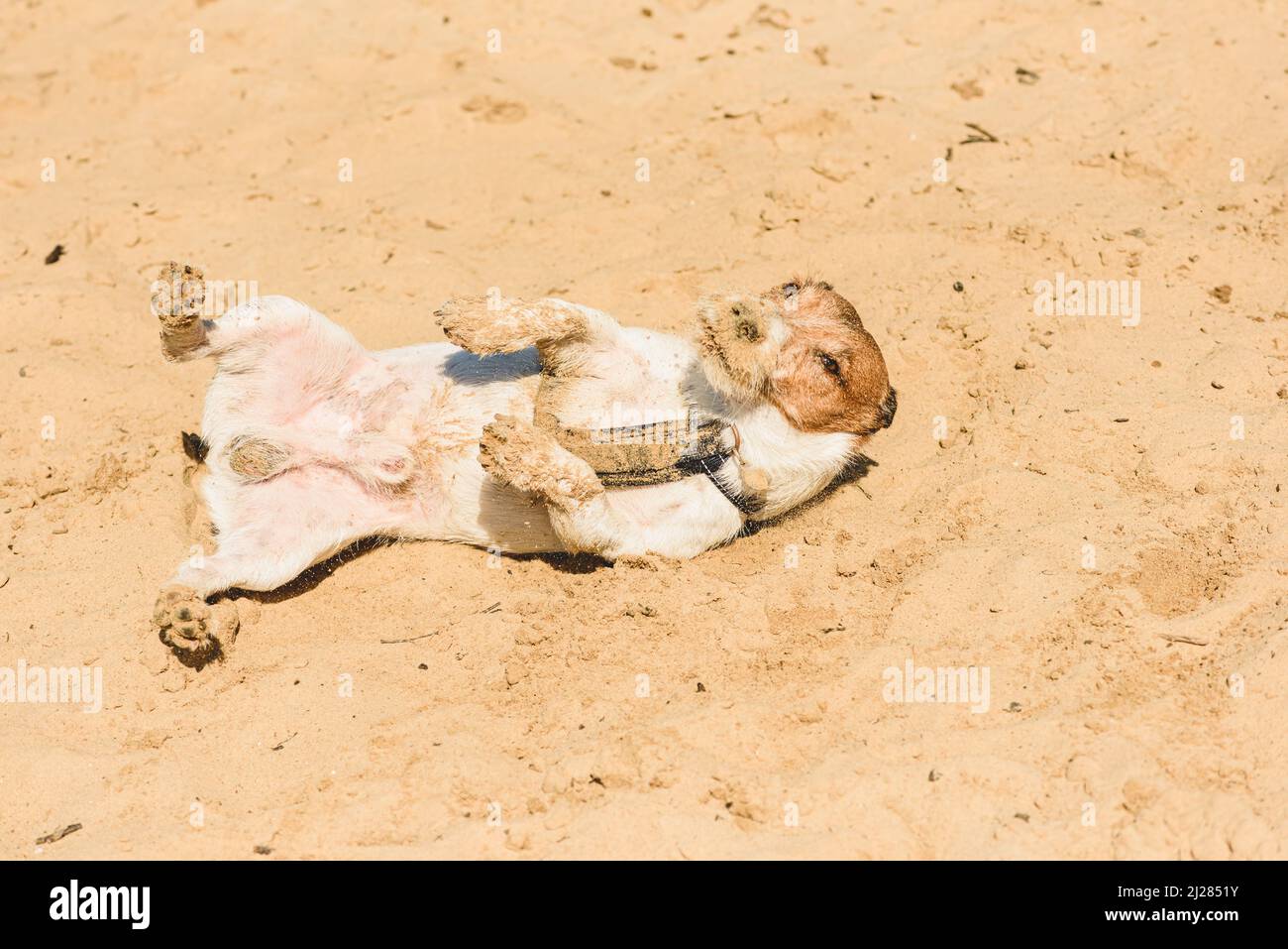 Urkomischer Hund, der am heißen, sonnigen Tag am Sandstrand auf dem Rücken liegt und sich sonnt Stockfoto