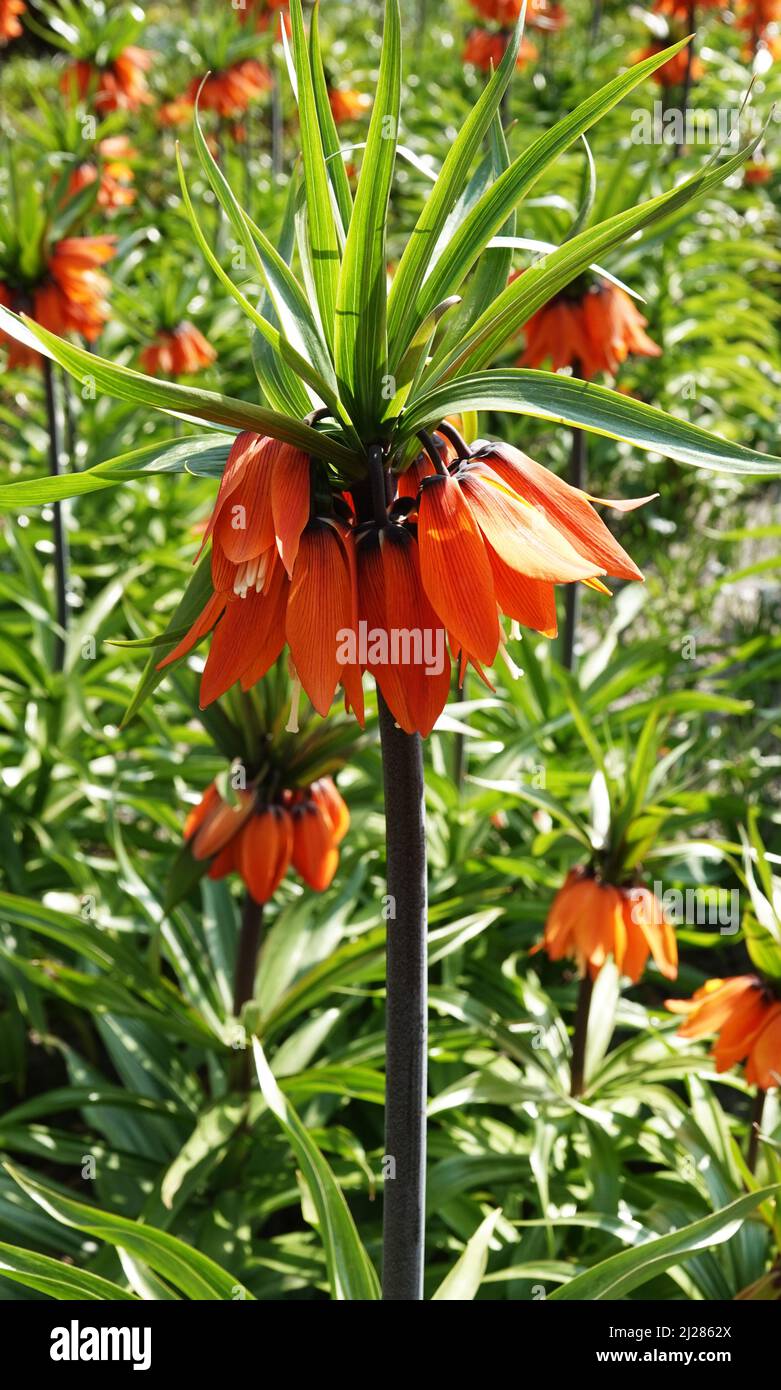 Orangefarbene Fritillaria imperialis blüht. Gebräuchliche Namen dieser Pflanze sind Krone kaiserlich, kaiserliche Fritillary oder Kaiserkrone. Stockfoto