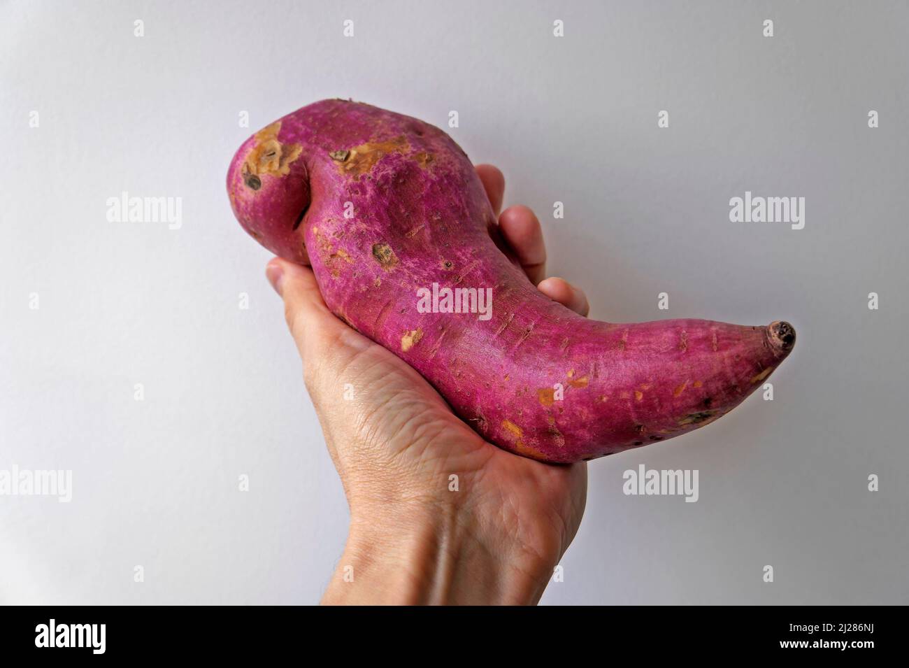 Lila Süßkartoffel auf der Hand in einem hellen Hintergrund Stockfoto