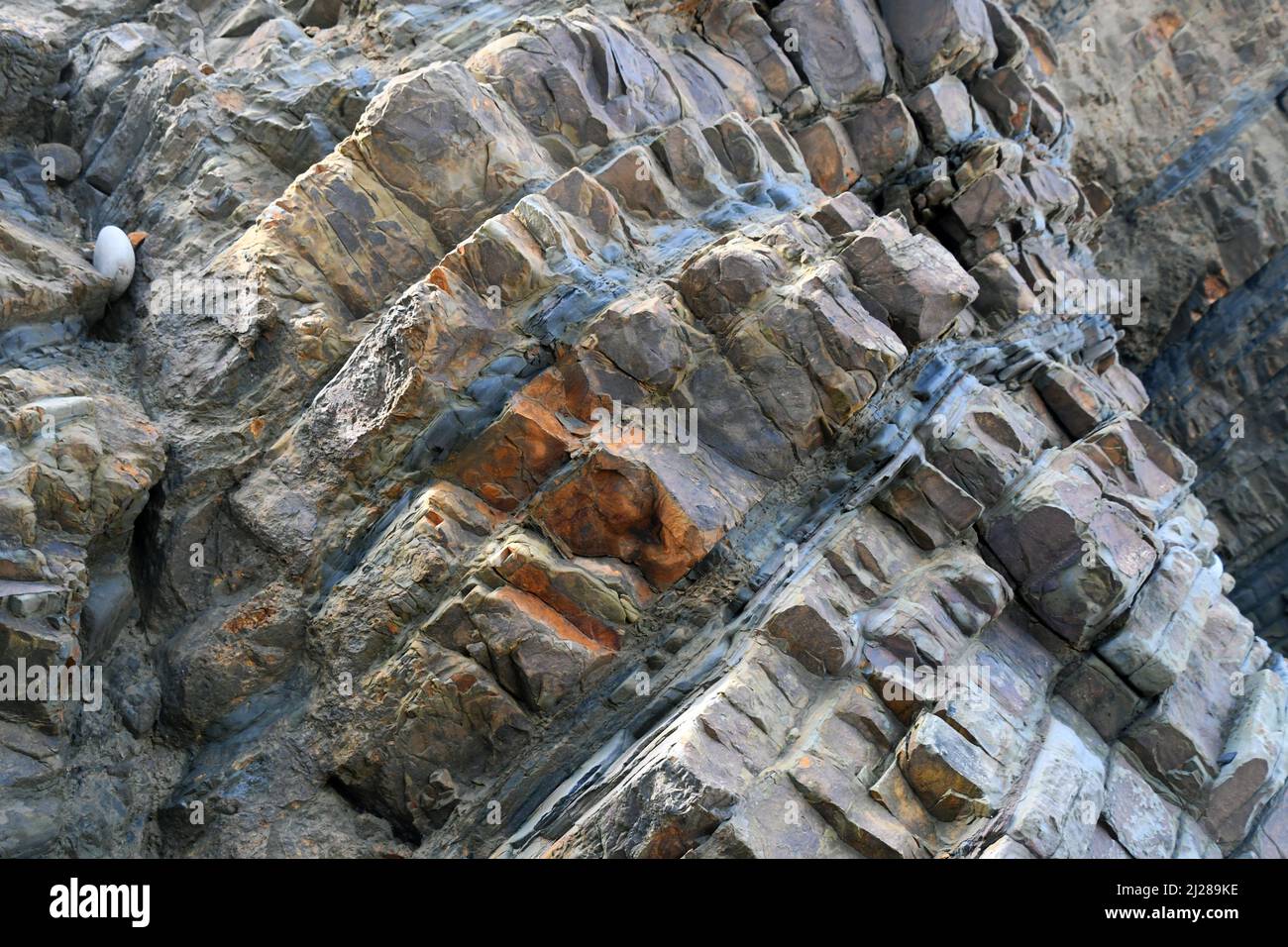 Sandymouth Bay mit zerklüfteten, verzerrten Schichten aus Sandstein und dunklen Schieferbetten, die eine Synkline definieren. An der Atlantikküste von Nord-Cornwall. England. Stockfoto